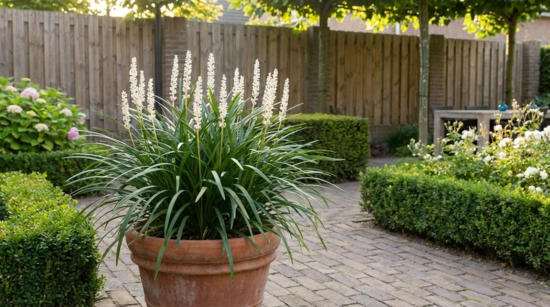 Liliengras (Liriope muscari 'Monroe White')