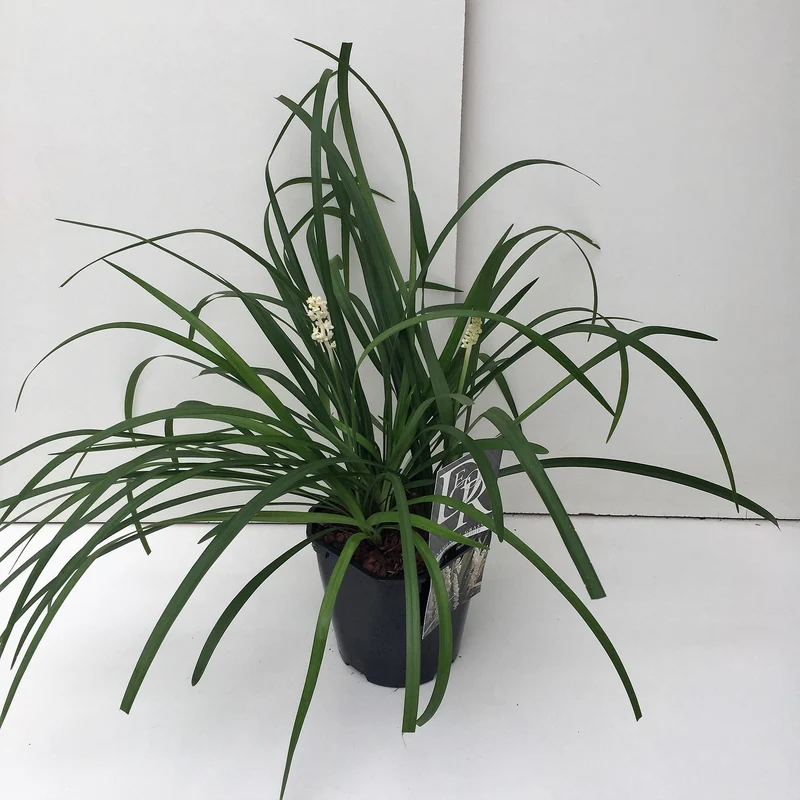 Liliengras (Liriope muscari 'Monroe White')