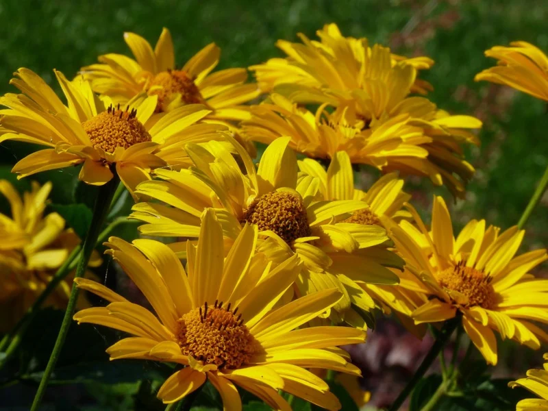 Suneye (Heliopsis helianthoides 'Summer Sun')