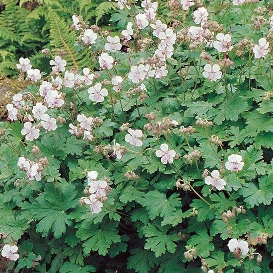 Storchschnabel (Geranium cantabrigiense 'Biokovo')