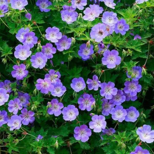 Storchschnabel (Geranium Rozanne)