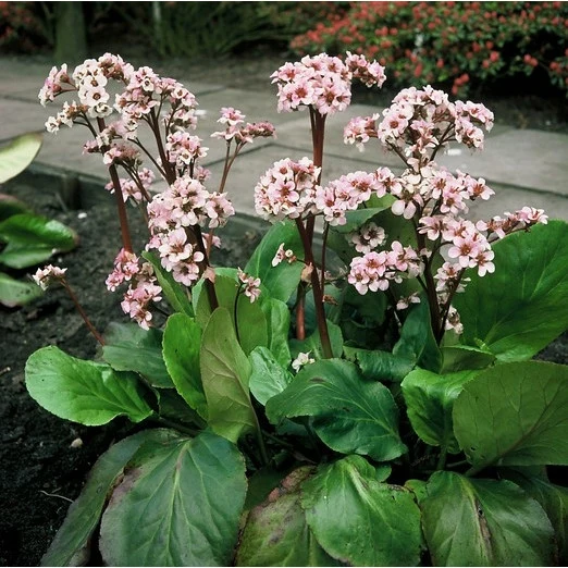 Bergenie 'Silberlicht'
