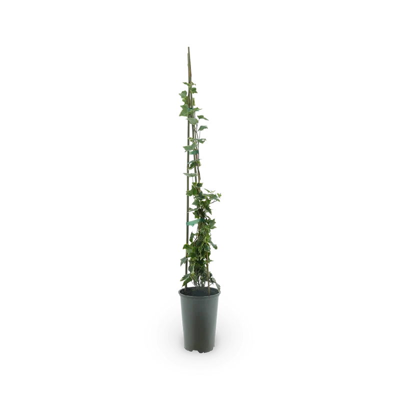 Gelbbunter Efeu 'Goldchild'