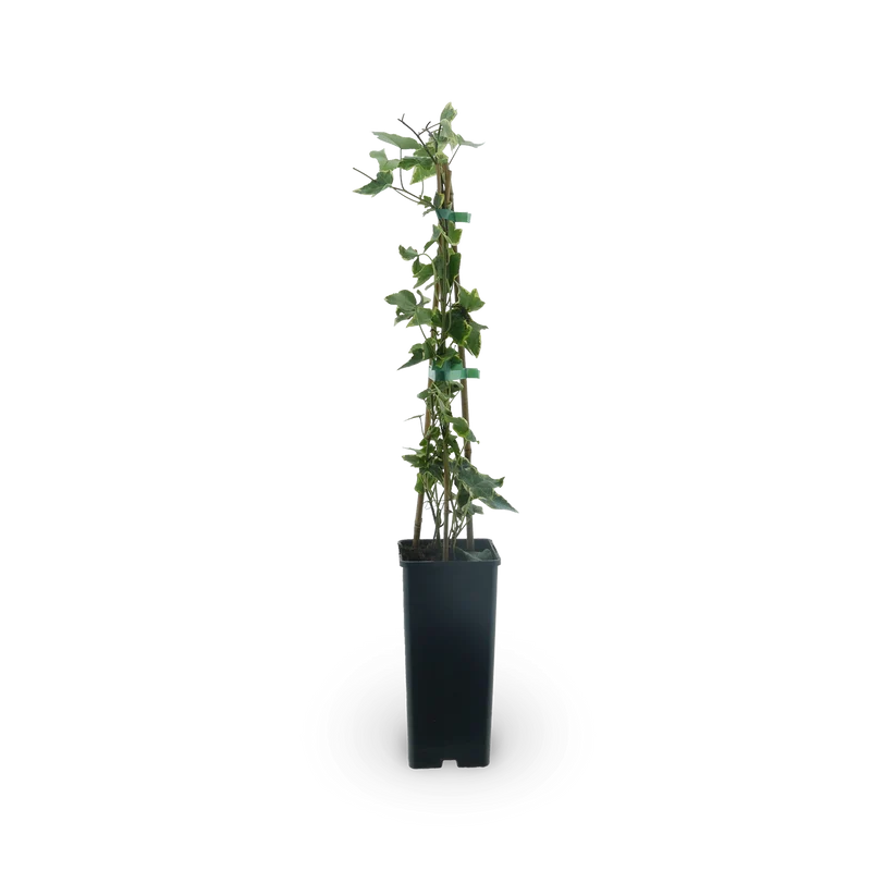 Gelbbunter Efeu 'Goldchild'