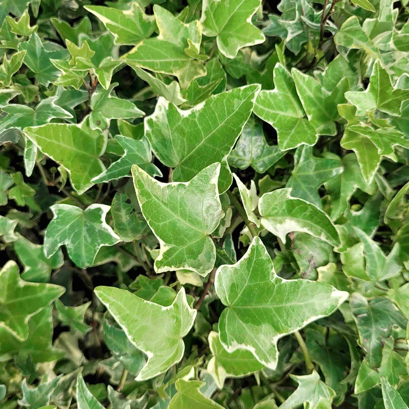 Weißgrüner Efeu 'Glacier'
