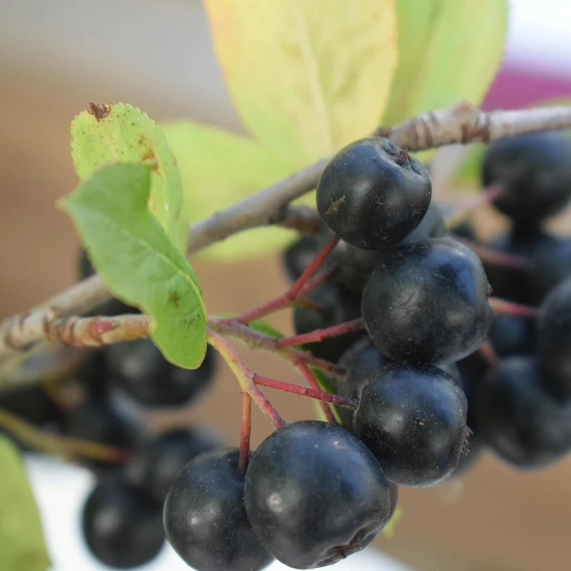 Bio-Apfelbeere 'Nero'
