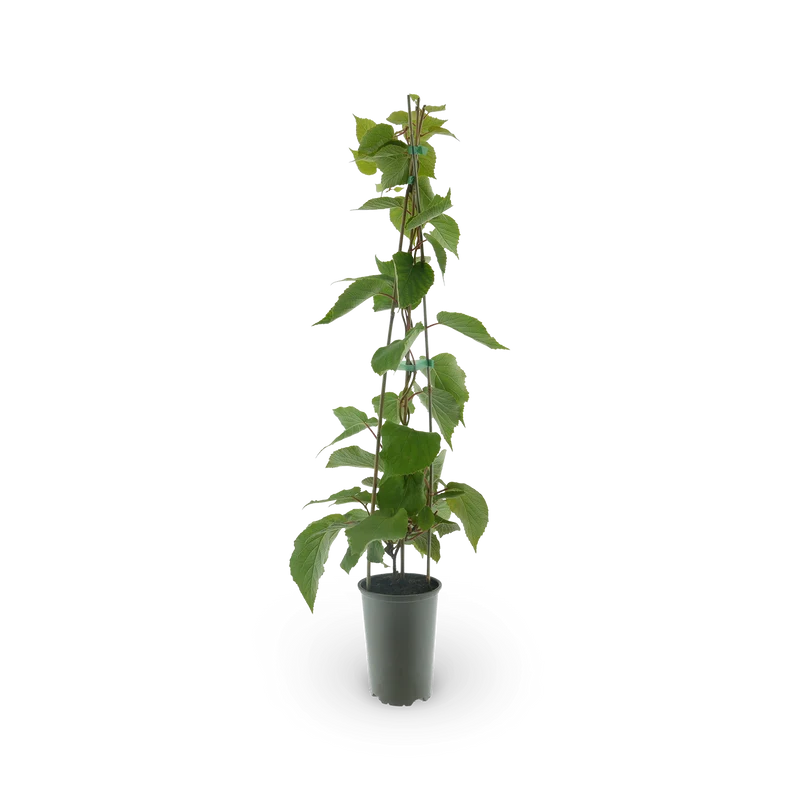 Kiwi 'Solo'