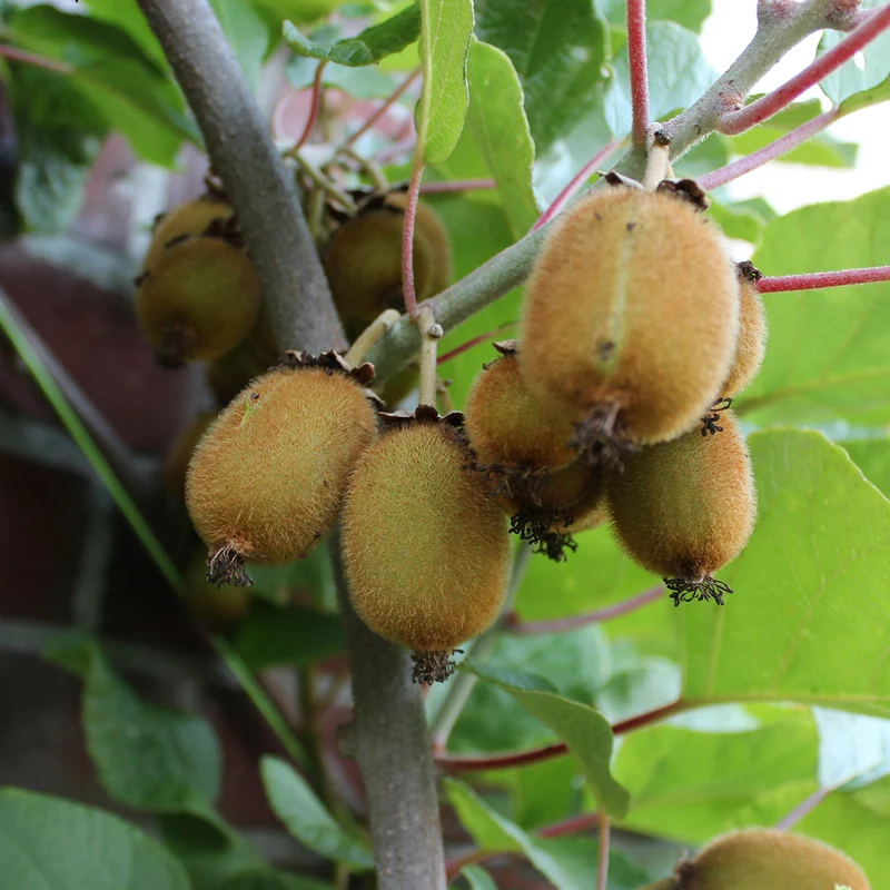 Kiwi 'Solo'