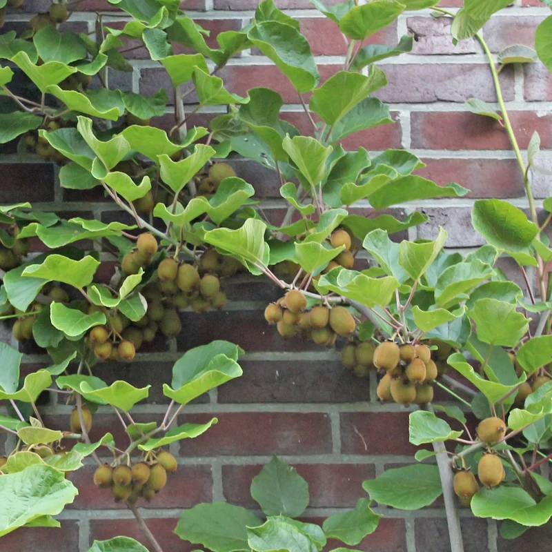 Kiwi 'Hayward'