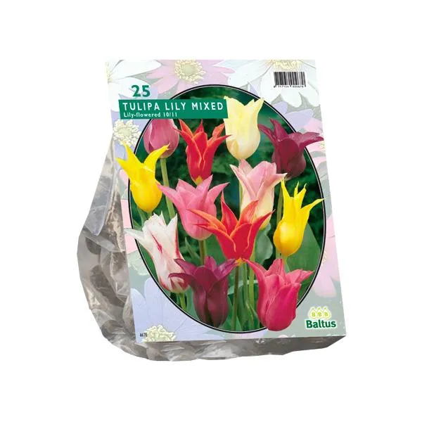 Tulpenlilienblüten-Mix – 25 Stück