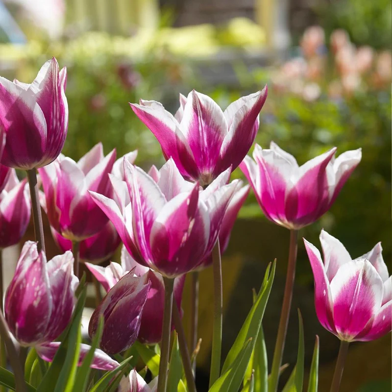 Tulipa Claudia, lilienblütig - 20 Stück