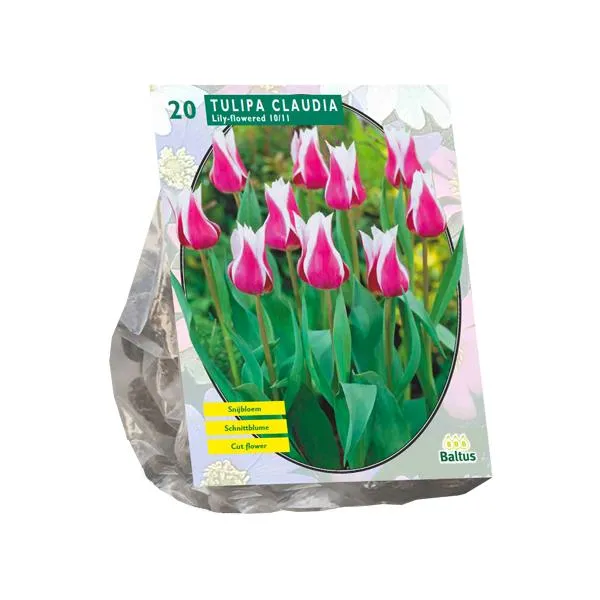 Tulipa Claudia, lilienblütig - 20 Stück