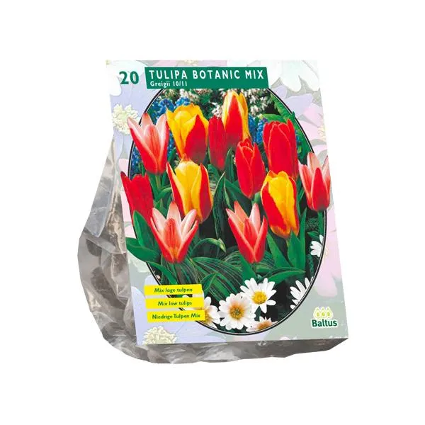 Tulipa Greigii Mix – 15 Stück