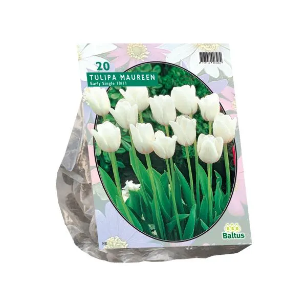 Tulipa Maureen, Einzelblätter - 15 Stück