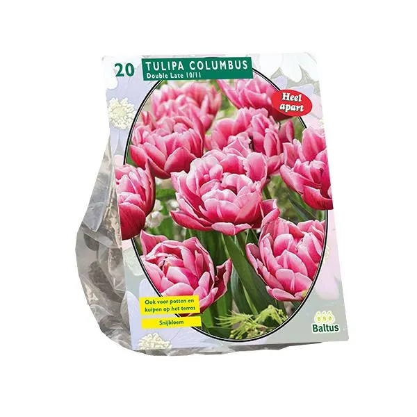 Tulipa Double Late Columbus - 20 Stück