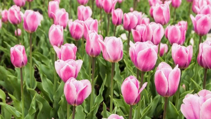 Tulipa Double Late Upstar - 20 Stück
