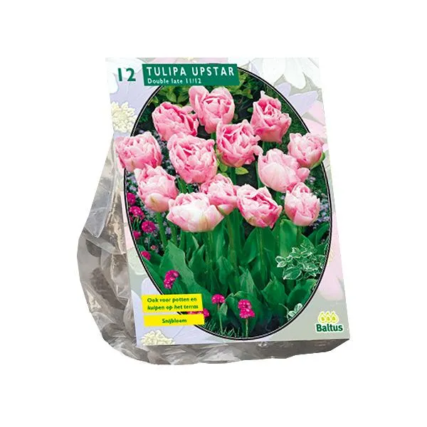 Tulipa Double Late Upstar - 20 Stück