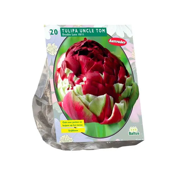 Tulipa Double Late Uncle Tom - 20 Stück