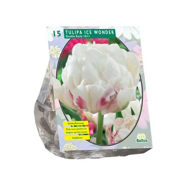 Tulipa Double Early Ice Wonder – 15 Stück