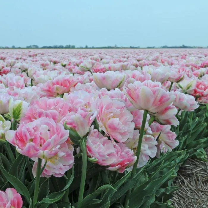 Tulipa Double Late Finola - 15 Stück