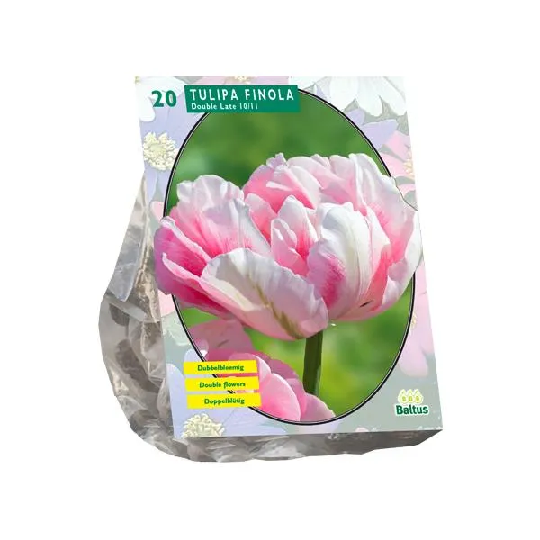 Tulipa Double Late Finola - 15 Stück