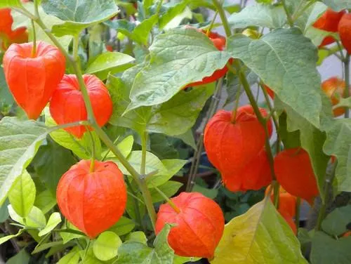Laternenpflanze (Physalis alkekengi 'Gigantea')