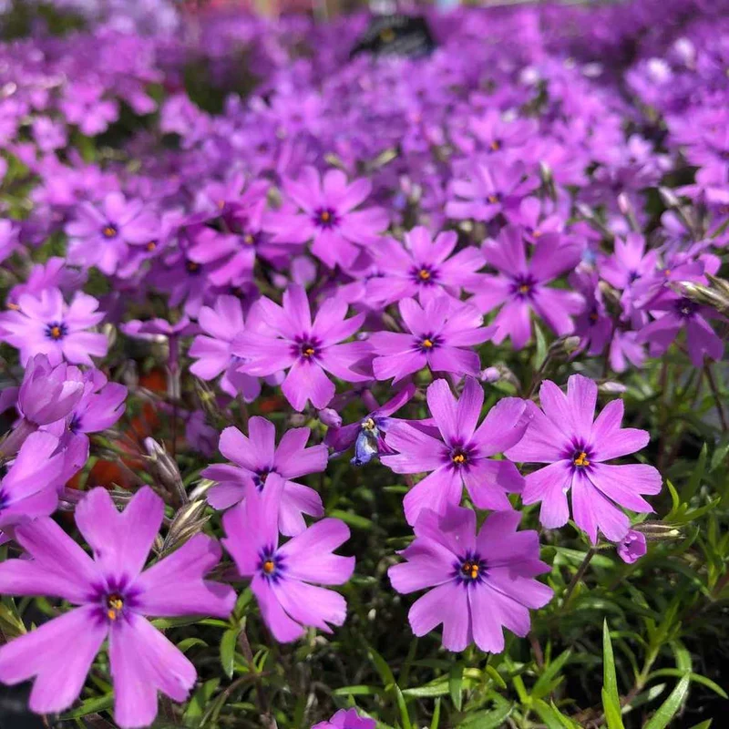 Kriechender Phlox (Phlox (S) 'Purple Beauty')