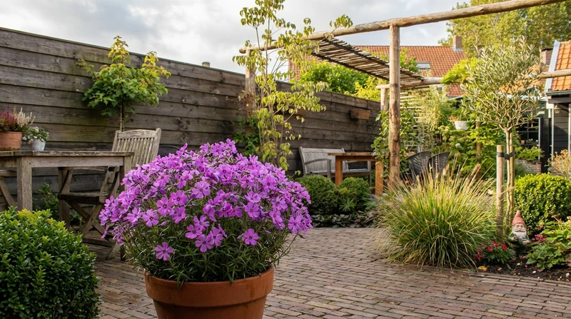 Kriechender Phlox (Phlox (S) 'Purple Beauty')