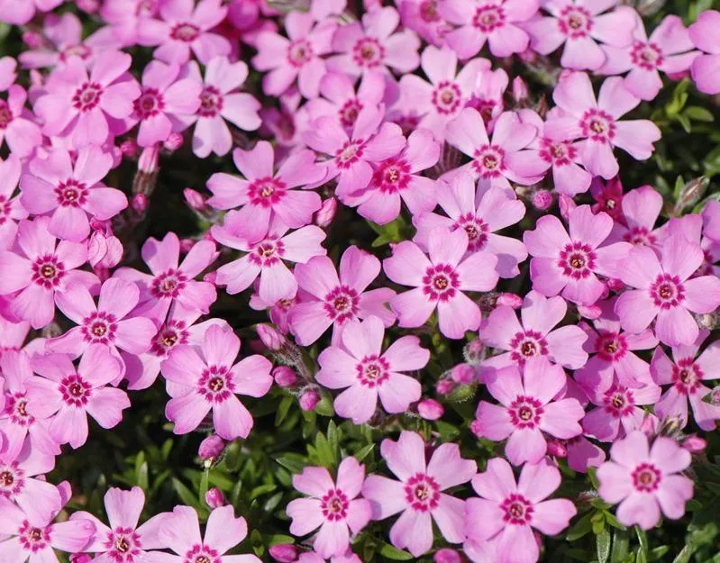 Kriechender Phlox (Phlox (S) 'Zwergenteppich)
