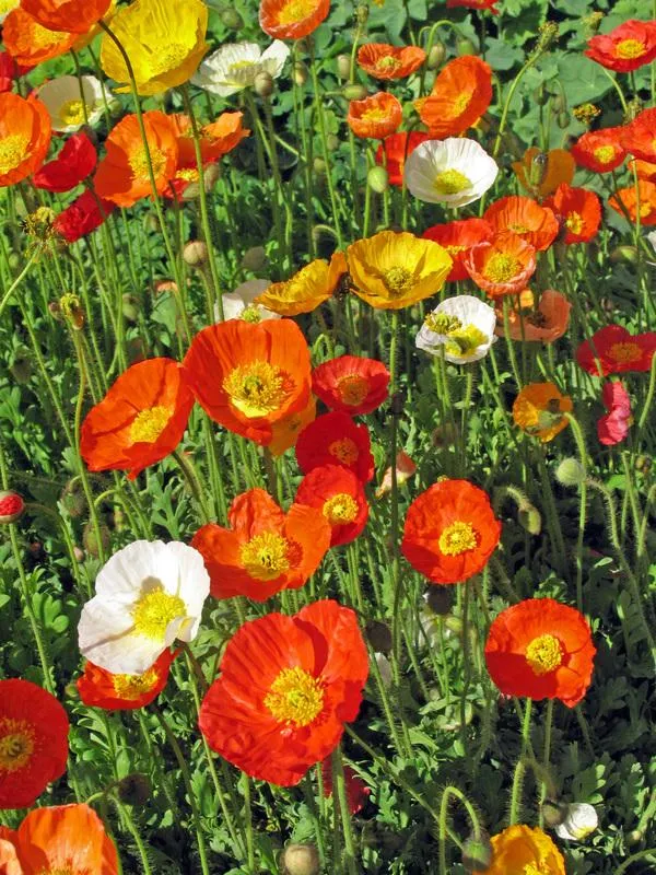 Isländischer Mohn (Papaver nudicaule 'Gartenzwerg')