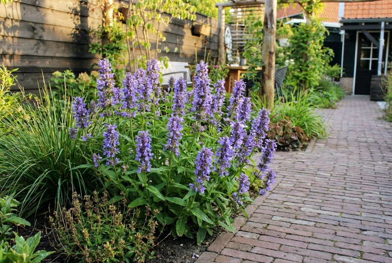 Katzenminze (Nepeta nervosa)