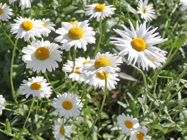 Gänseblümchen (Leucanthemum vulgare 'Maikönigin')
