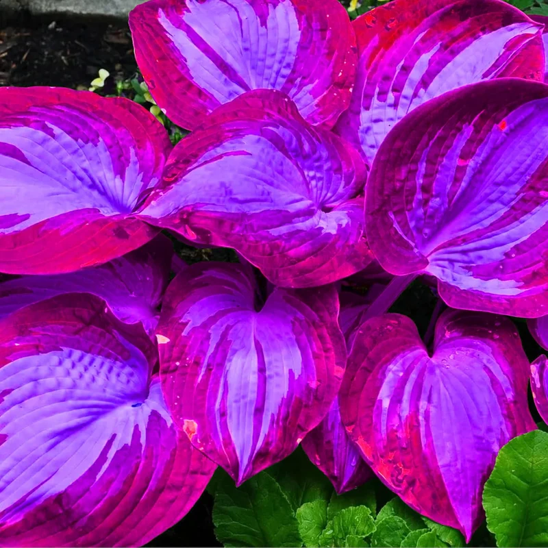 Rare Blue And Purple Hosta Seeds, Easy to Grow Perennial Shade Garden Beauties