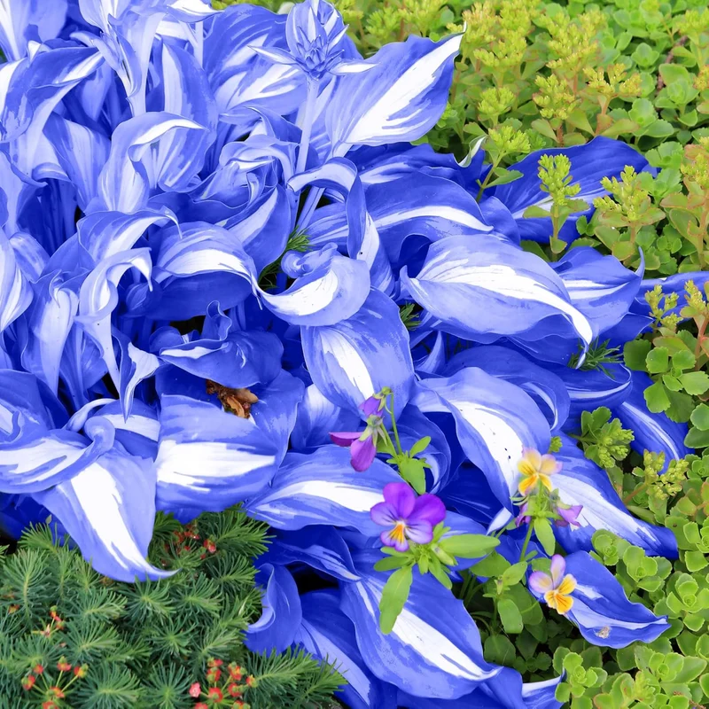 Perennial Blue Hosta Seeds, Premium Hosta Seeds for Outdoor Garden Planting