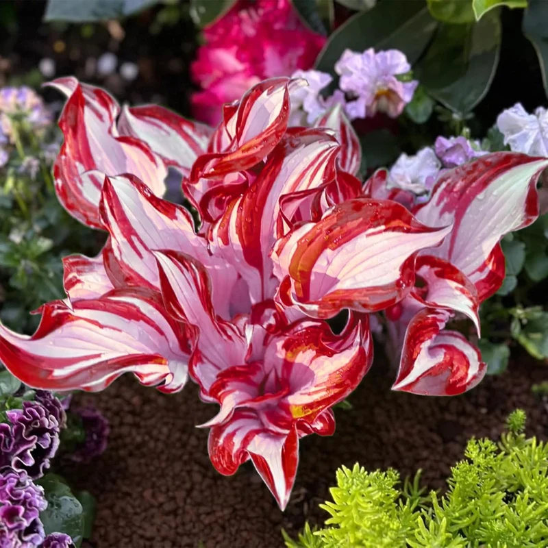 Red And White Hosta Seeds And Shade Loving Perennial with Wavy Red Edges And White Inner Leaves, Perfect for Elegant Garden Borders, Hardy in Zones