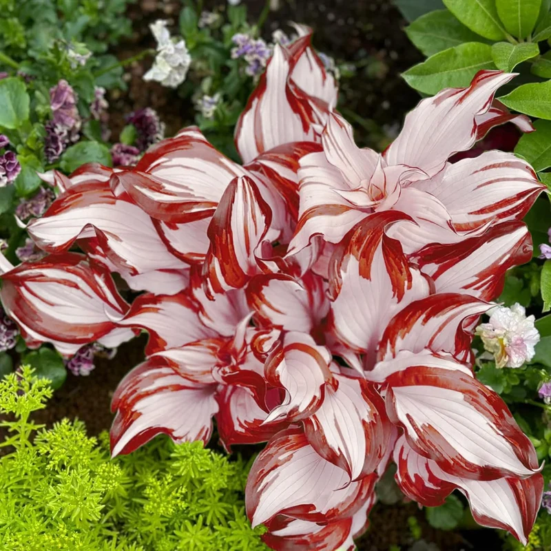 Red And White Hosta Seeds And Shade Loving Perennial with Wavy Red Edges And White Inner Leaves, Perfect for Elegant Garden Borders, Hardy in Zones
