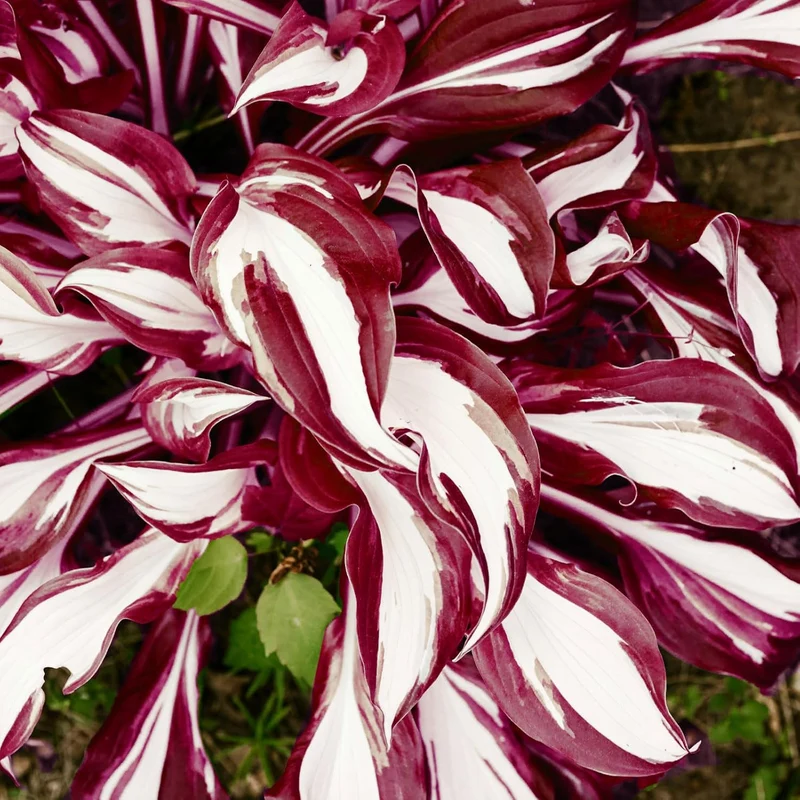 Red And White Hosta Seeds And Shade Loving Perennial with Wavy Red Edges And White Inner Leaves, Perfect for Elegant Garden Borders, Hardy in Zones