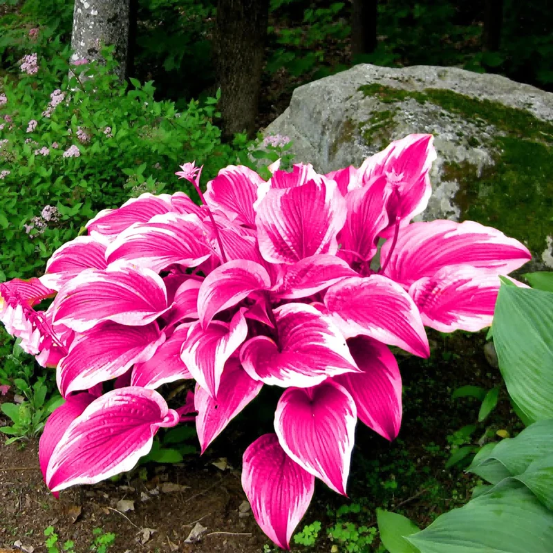Pink Hosta Seeds Perennial Bonsai for Indoor And Outdoor Gardens, Pollinator Friendly