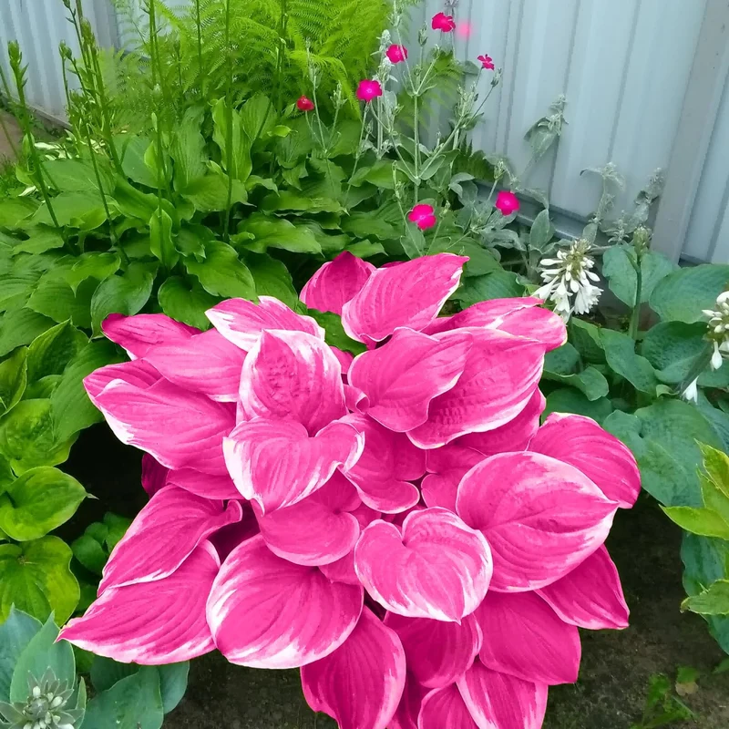 Pink Hosta Seeds Perennial Bonsai for Indoor And Outdoor Gardens, Pollinator Friendly