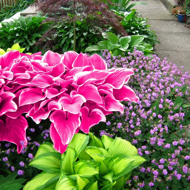 Pink Hosta Seeds Perennial Bonsai for Indoor And Outdoor Gardens, Pollinator Friendly