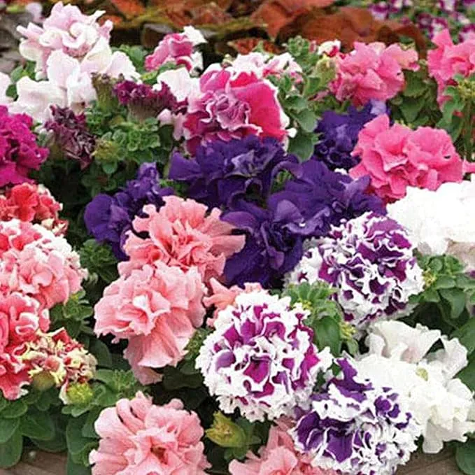 Double Petal Petunia Seeds – Light Violet Multi-Flowered Variety for Planting