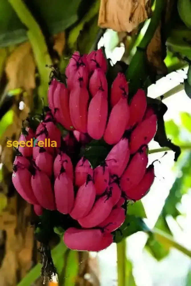 Red Banana Fruit Seeds for Planting - Grow Sweet, Unique Red Bananas at Home