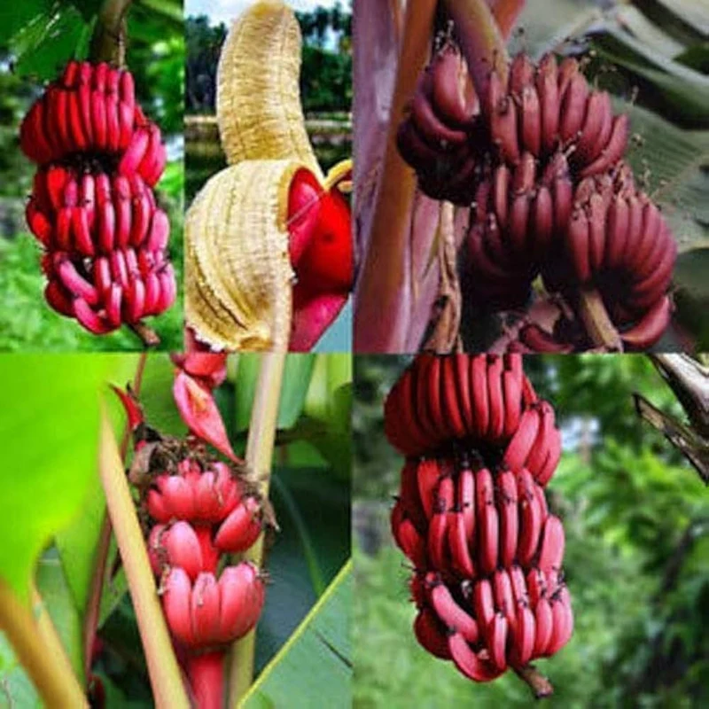 Red Banana Fruit Seeds for Planting - Grow Sweet, Unique Red Bananas at Home