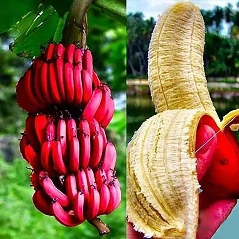 Red Banana Fruit Seeds for Planting - Grow Sweet, Unique Red Bananas at Home