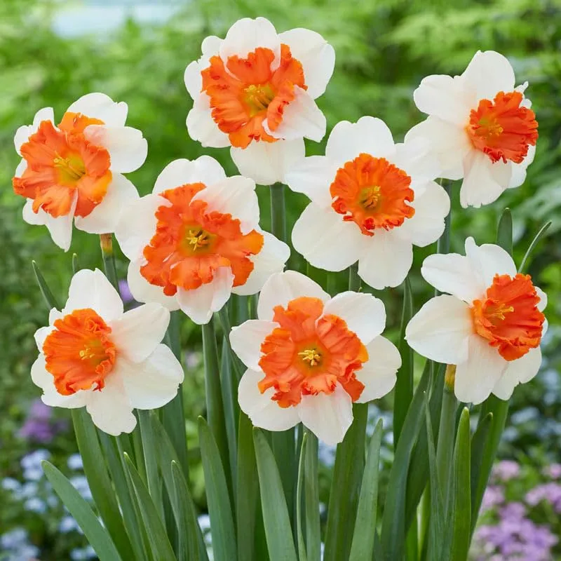 Daffodil Seeds for Planting - White and Red Blooms for a Vibrant Garden