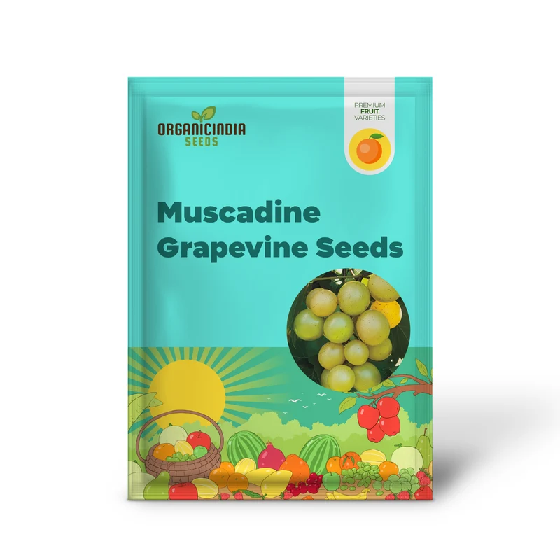Giant SCUPPERNONG White Muscadine Grapevine Seeds - 5 Pieces