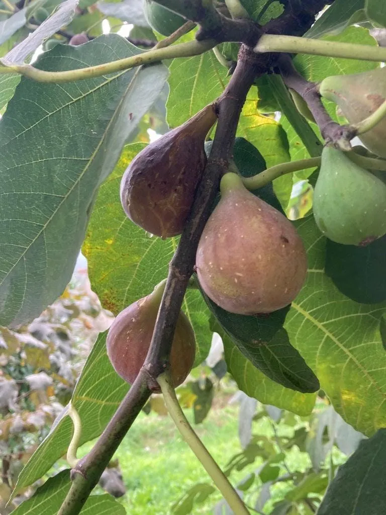 8 Cuttings of Bartlett Pear Trees for Propagation, Cold Hardy Fruit Live Plants (8 Pieces)
