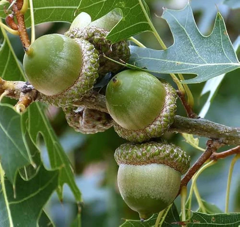 Laurel Oak Tree Seeds (Acorns)20 Pieces