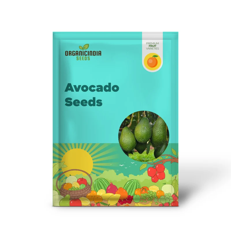 Healthy Hass Avocado seeds for Planting - 2 to 3 Feet Tall - Backyard Fruit Tree - 1 Piece