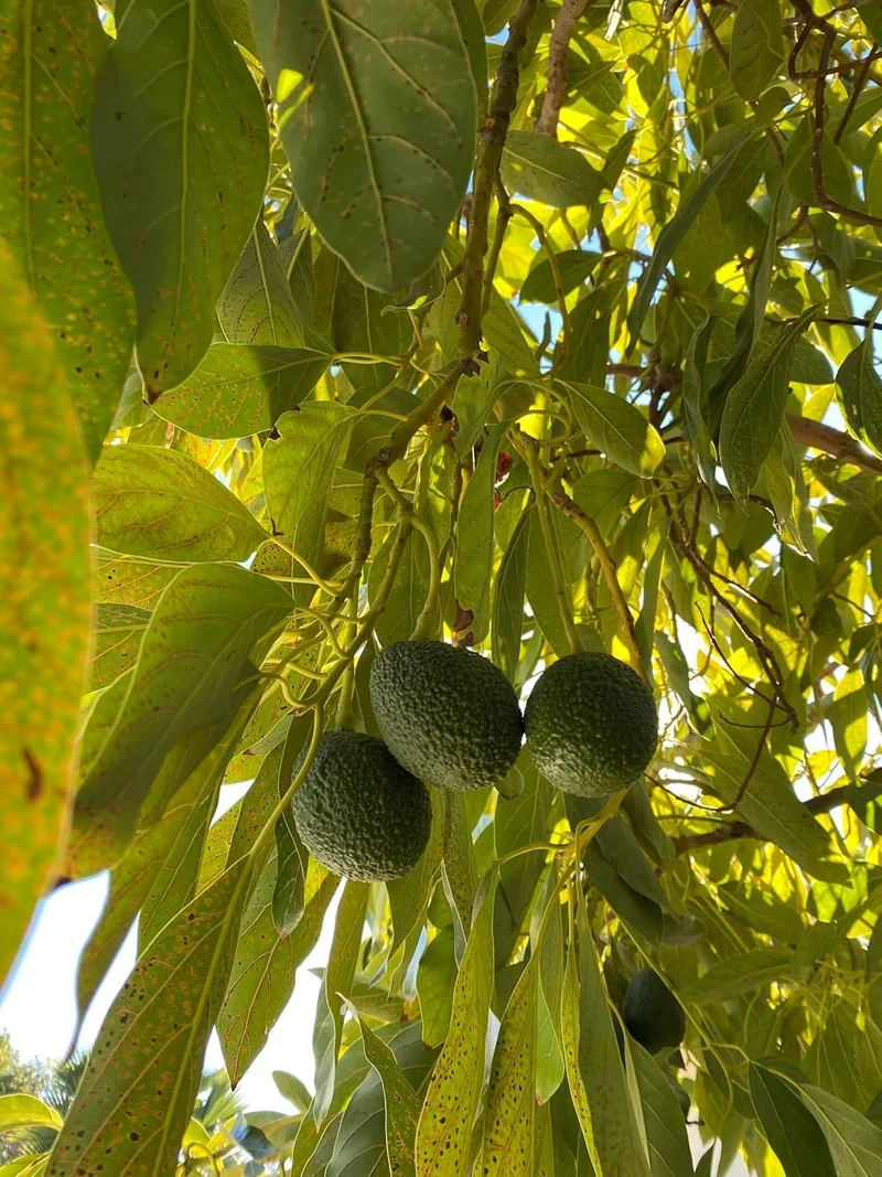 Healthy Hass Avocado seeds for Planting - 2 to 3 Feet Tall - Backyard Fruit Tree - 1 Piece